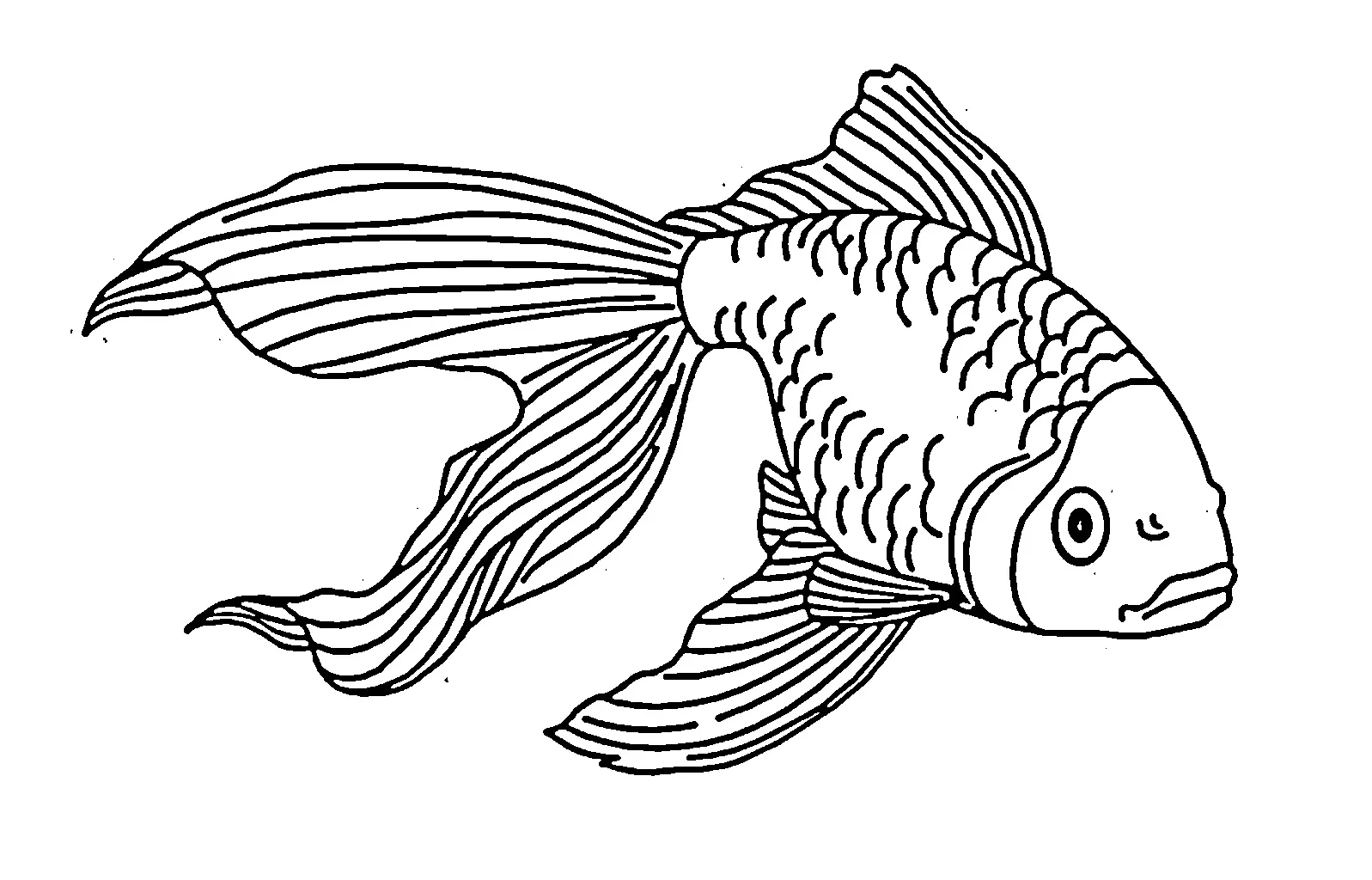 Gambar Gambar Mewarnai Ikan Mas Black And White Pictures Coloring Book 2 siap untuk diwarnai